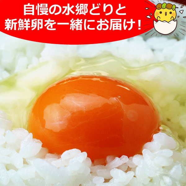 鶏肉 朝引き朝どりセット 水郷どり